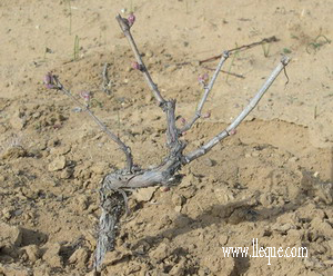 Las yemas hacen su aparici�n