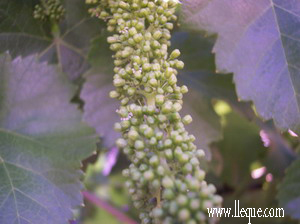 La maduraci�n de la uva ha comenzado