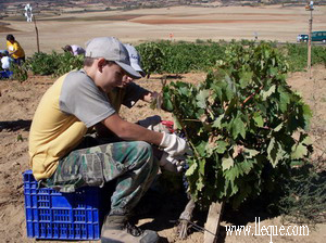 Los intr�pidos verificando la madured de la uva